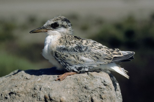Little Tern - Sternula albifrons - Birds of the World