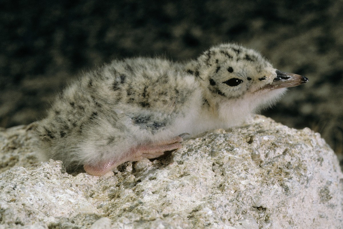 Photos - Little Tern - Sternula albifrons - Birds of the World