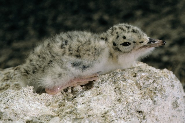 Little Tern - Sternula albifrons - Birds of the World
