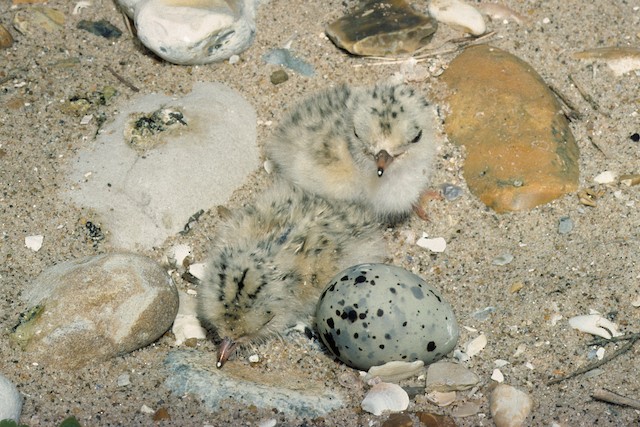 Little Tern - Sternula albifrons - Birds of the World