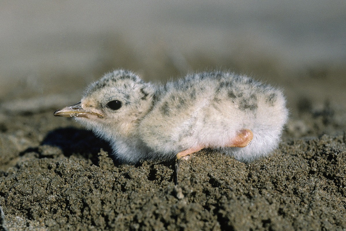 Photos - Little Tern - Sternula albifrons - Birds of the World