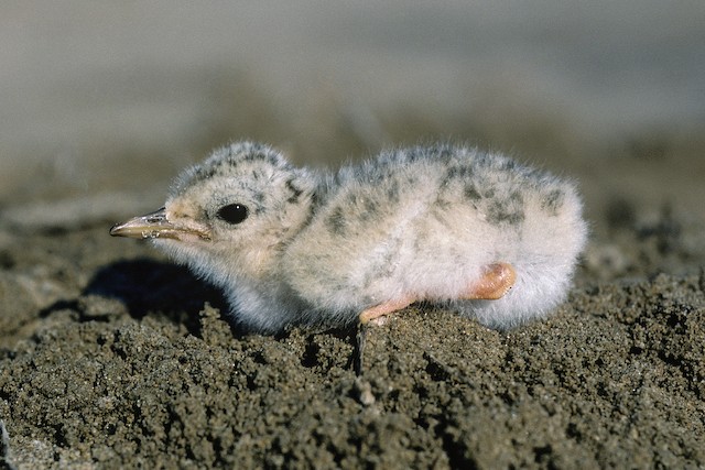 Little Tern - Sternula albifrons - Birds of the World