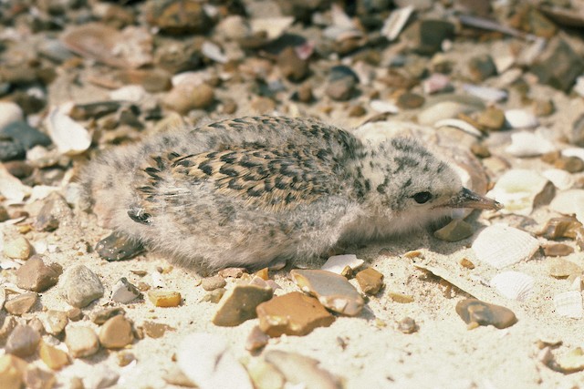 Little Tern - Sternula albifrons - Birds of the World