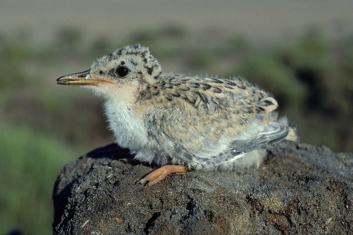 Photos - Little Tern - Sternula albifrons - Birds of the World