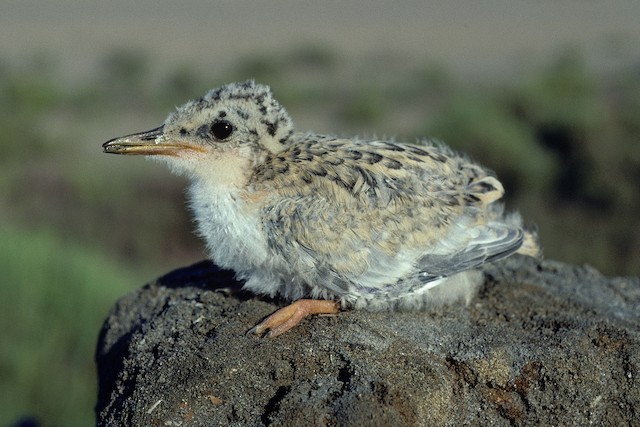 Little Tern - Sternula albifrons - Birds of the World