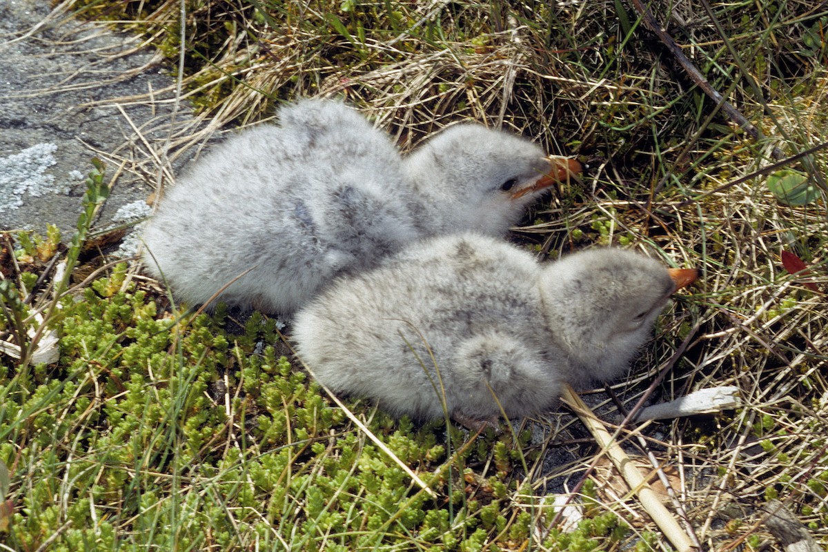 Caspian Tern - ML627316903