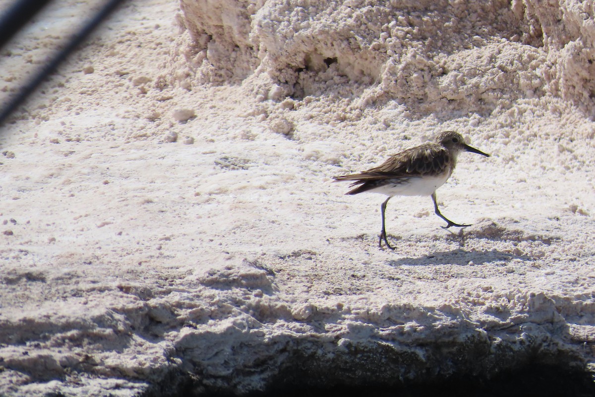 Baird's Sandpiper - ML627316918