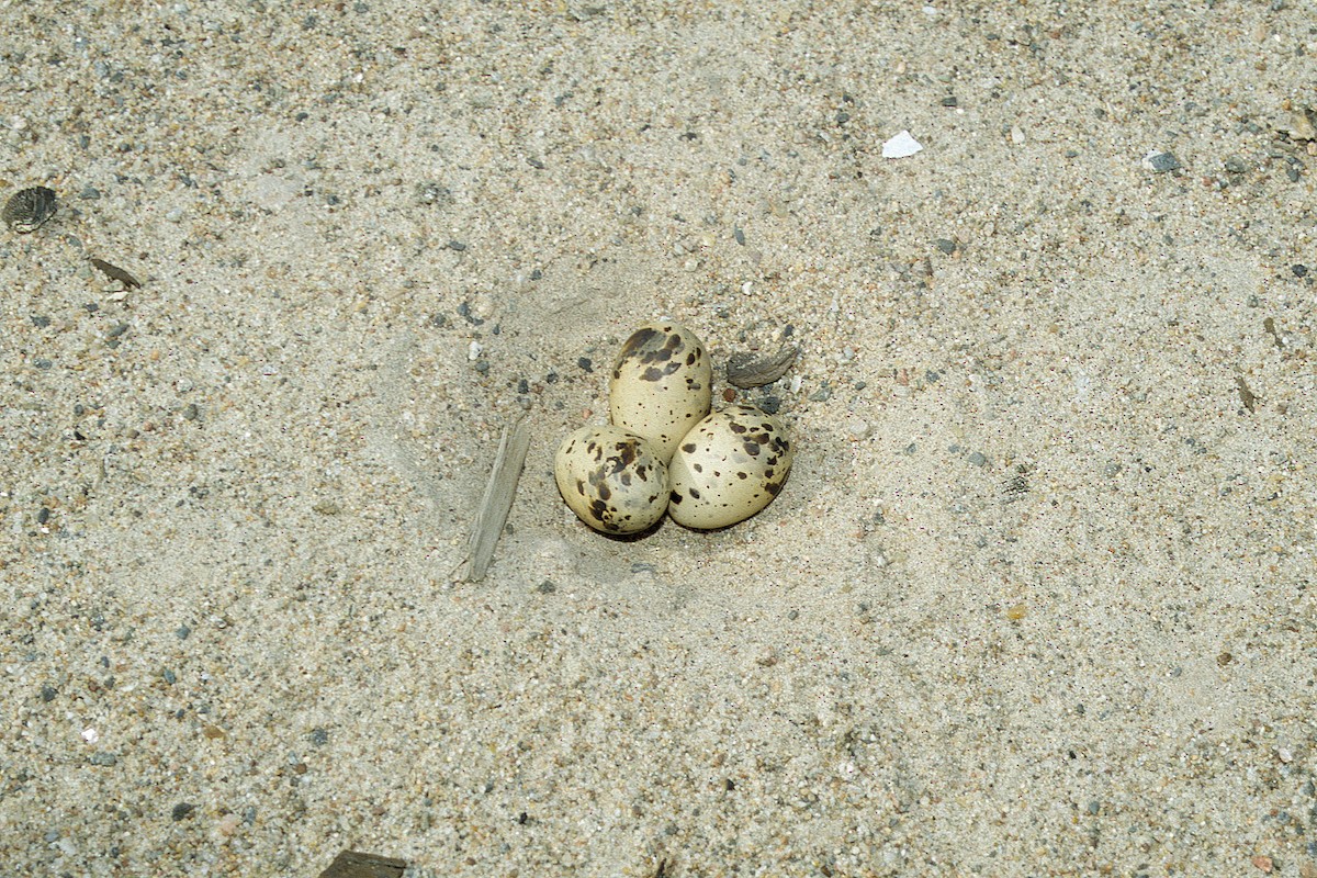 Little Tern - ML627317089