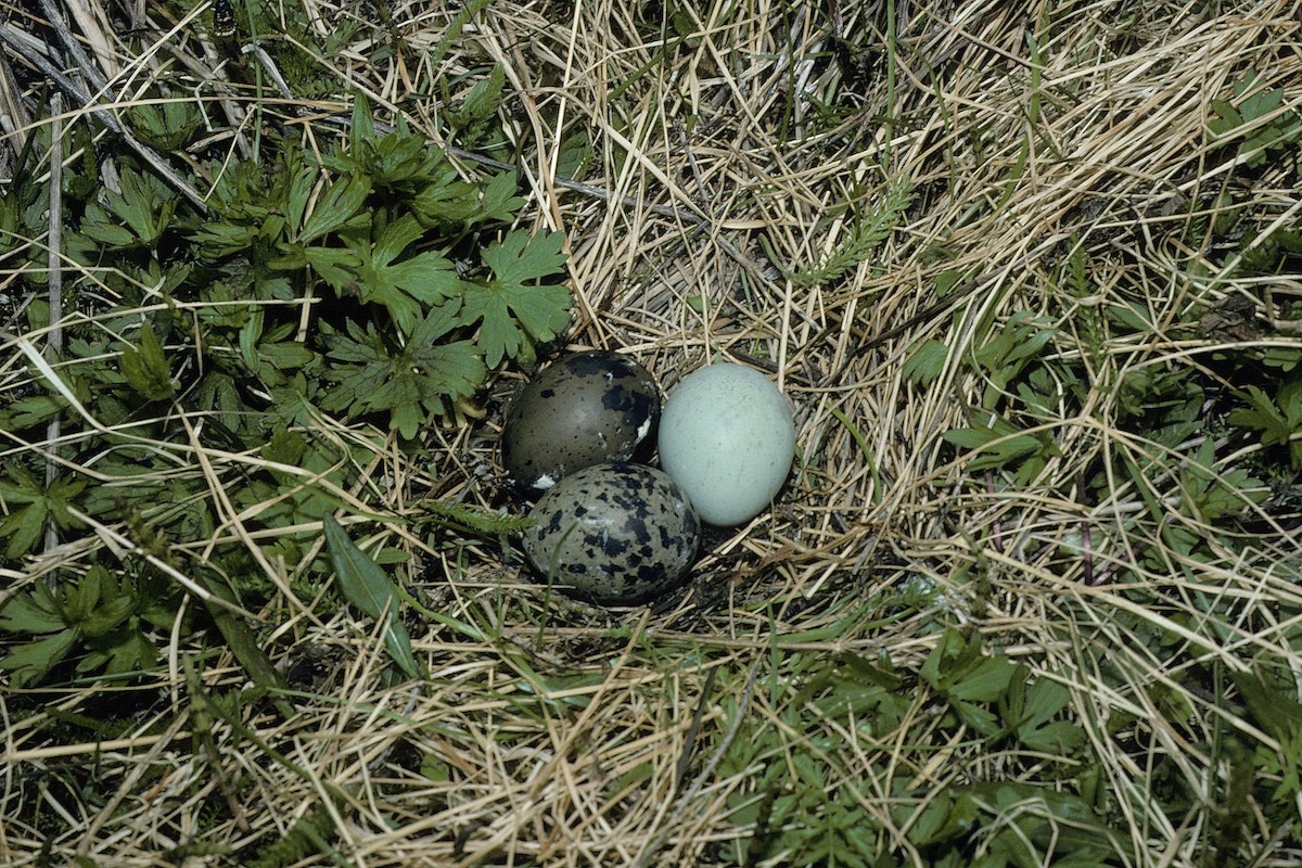 Arctic Tern - ML627317090
