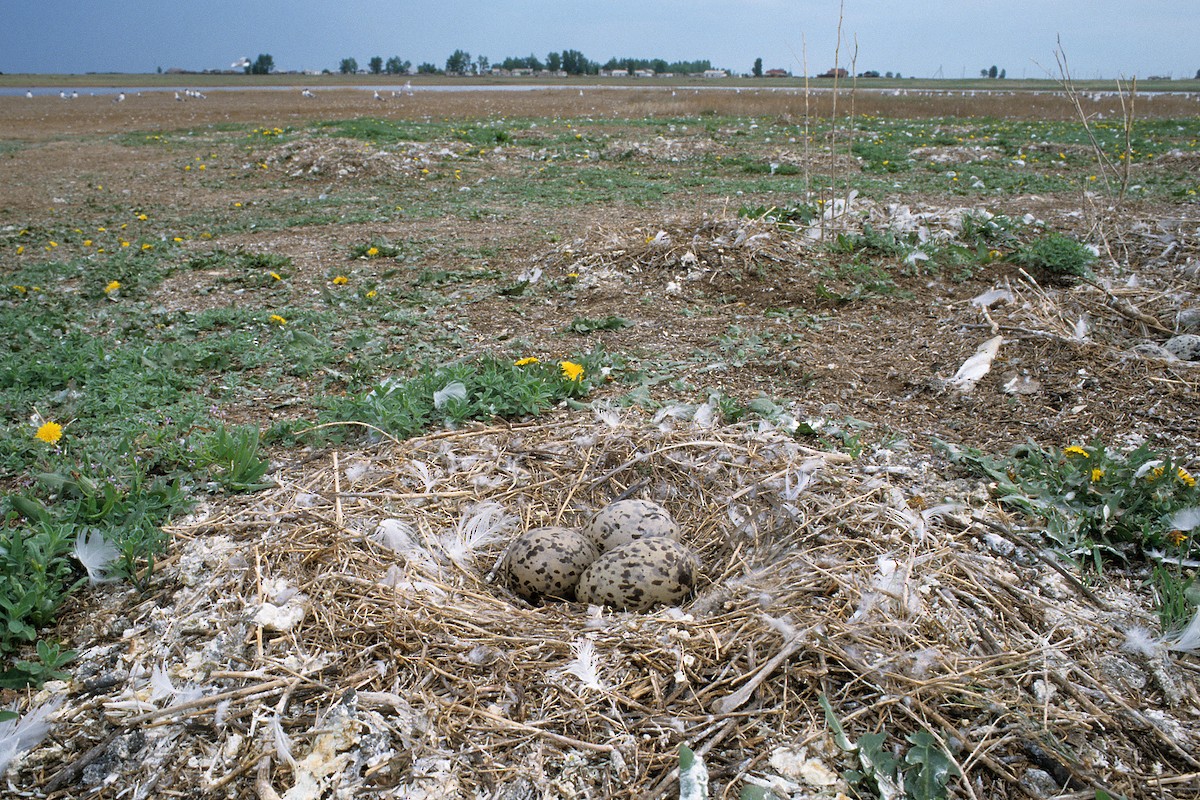Pallas's Gull - ML627317091