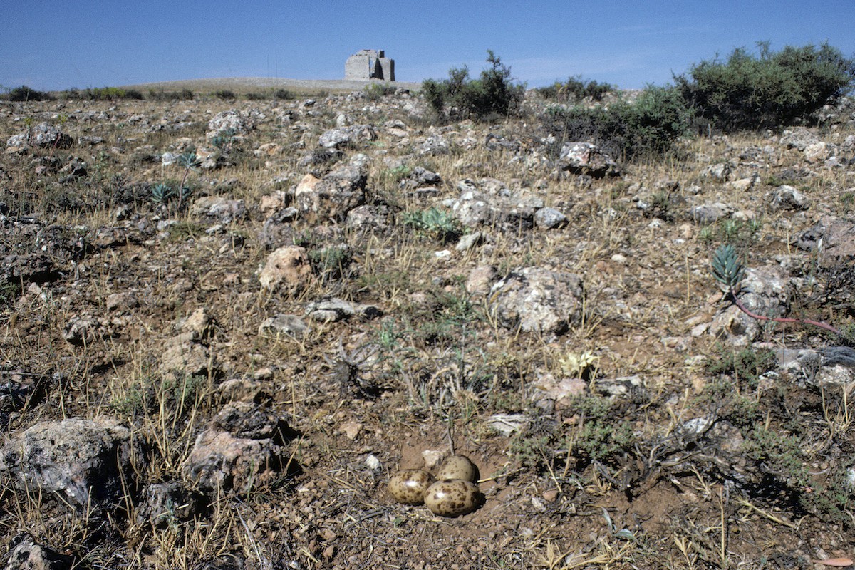Pin-tailed Sandgrouse (Iberian) - ML627317092