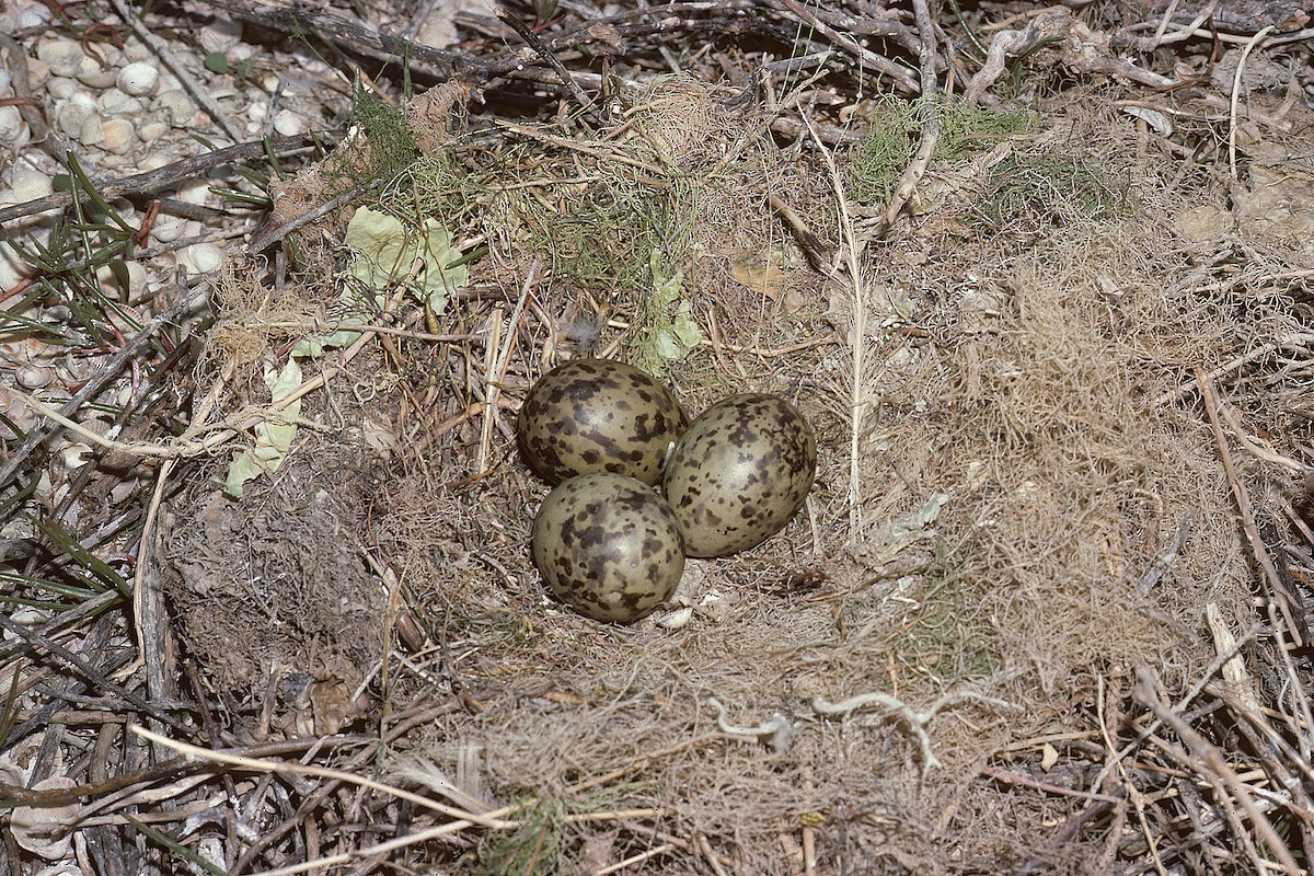 Black-headed Gull - ML627317093