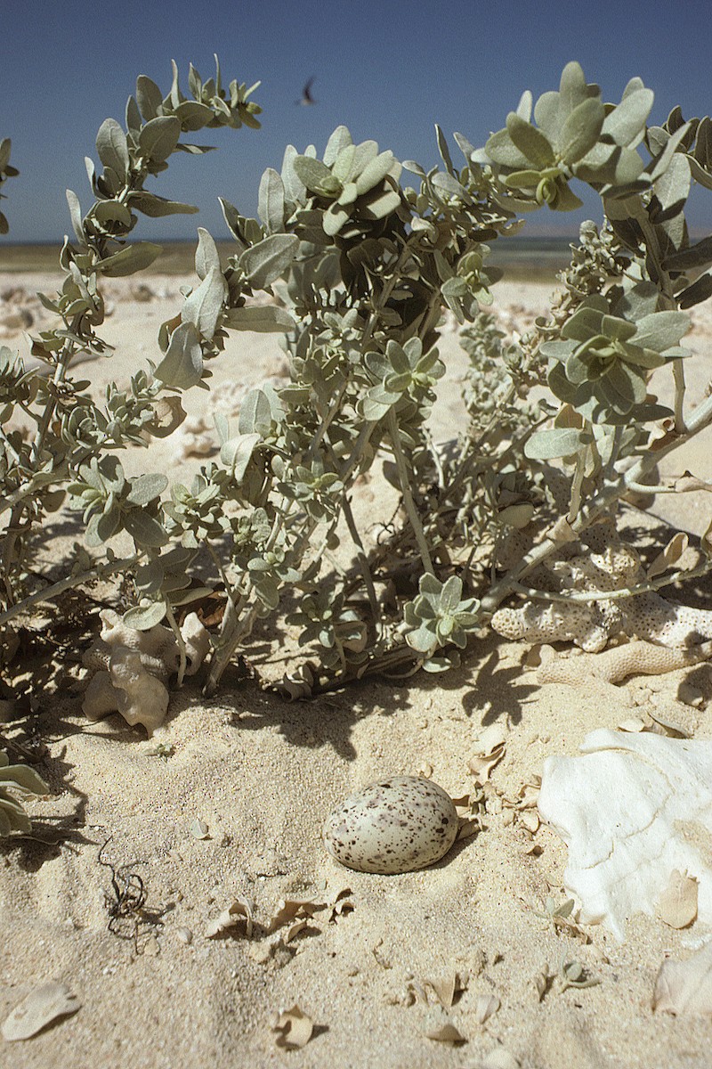 Bridled Tern (antarcticus) - ML627317097