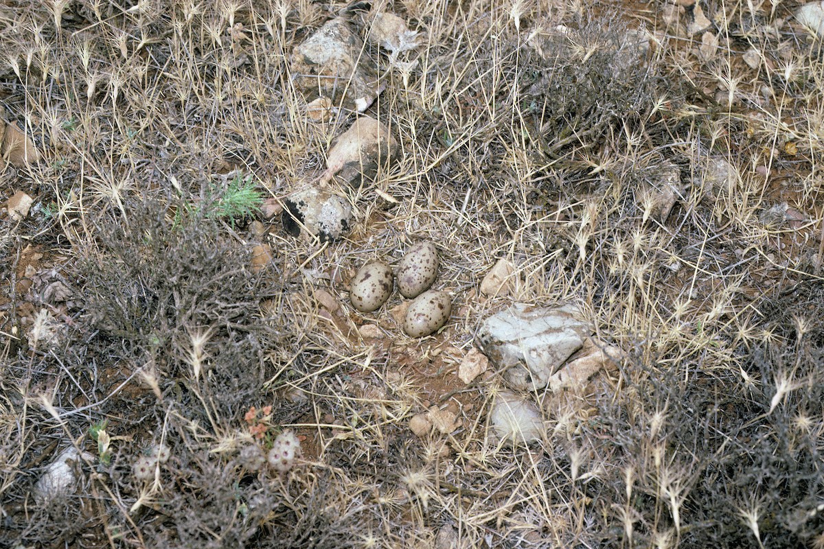 Pin-tailed Sandgrouse (Iberian) - ML627317098