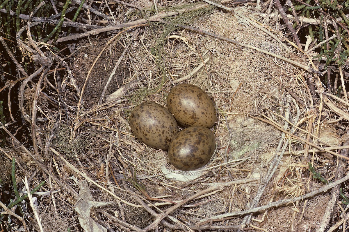 Black-headed Gull - ML627317100