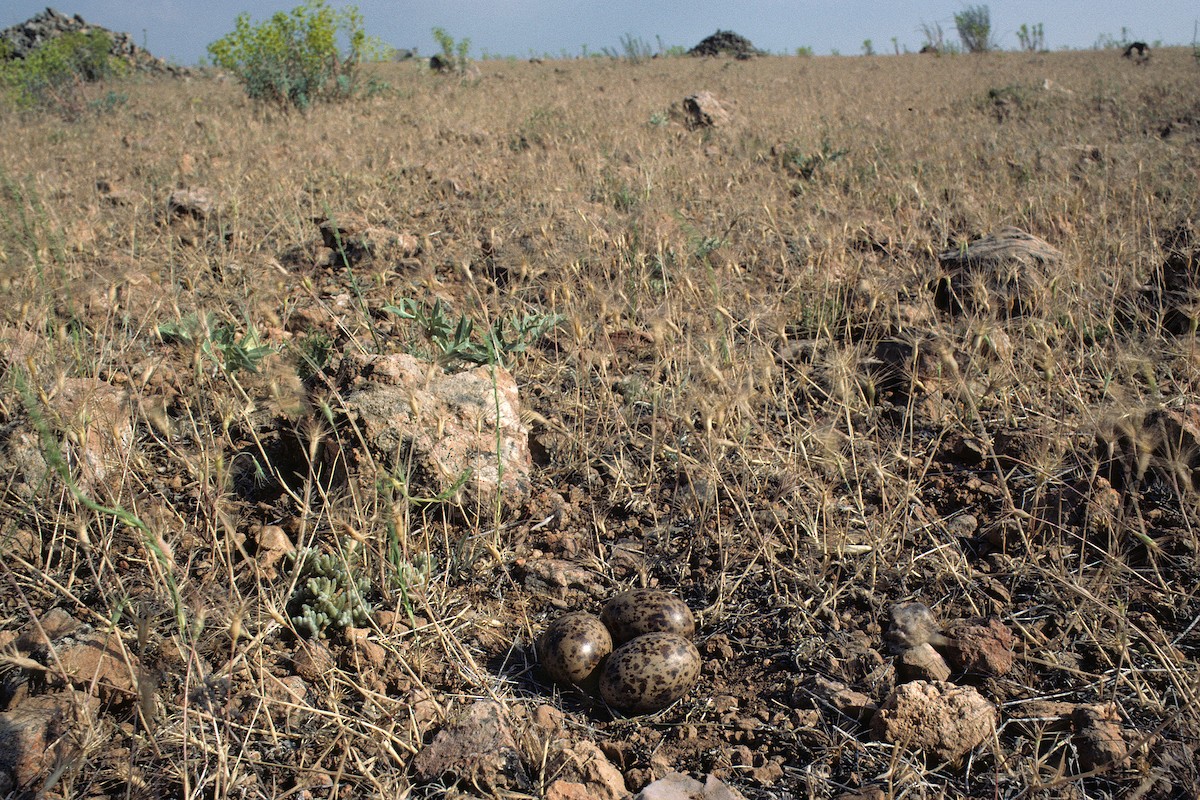 Pin-tailed Sandgrouse (Iberian) - ML627317101