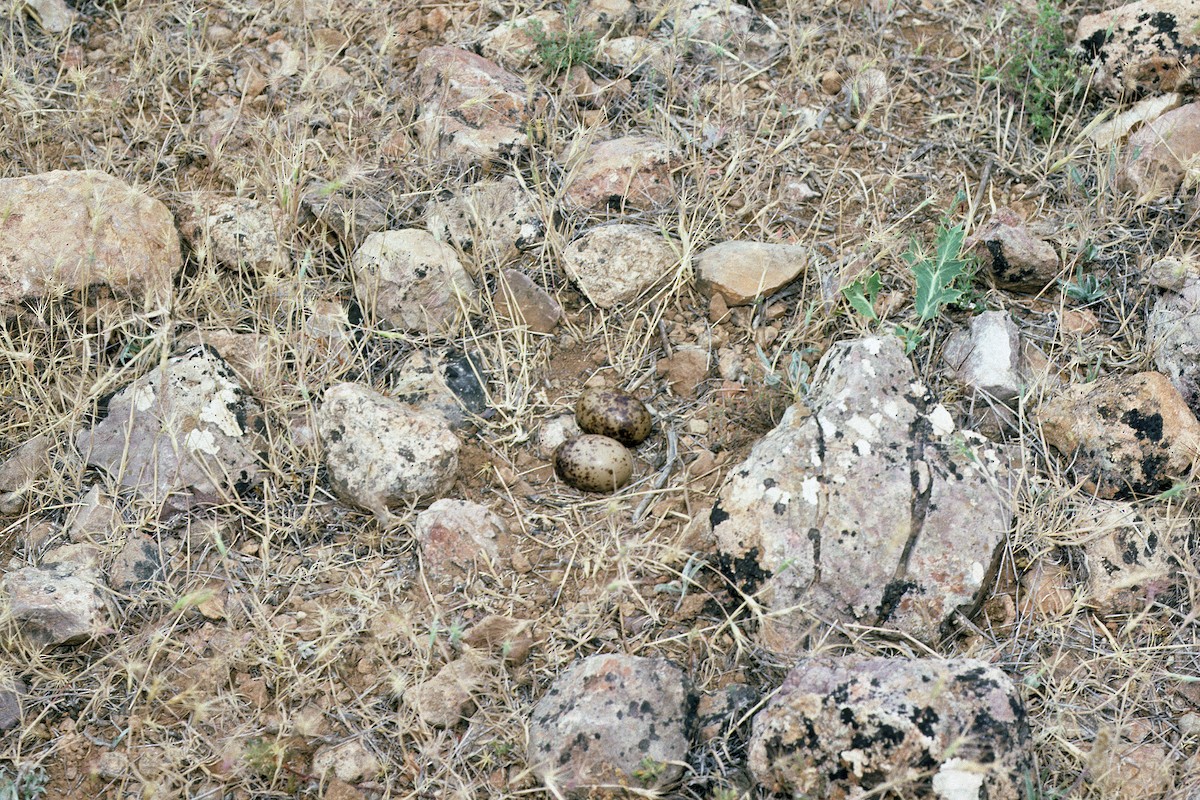 Pin-tailed Sandgrouse (Iberian) - ML627317102