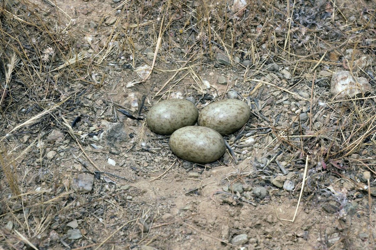 Black-bellied Sandgrouse - ML627317103