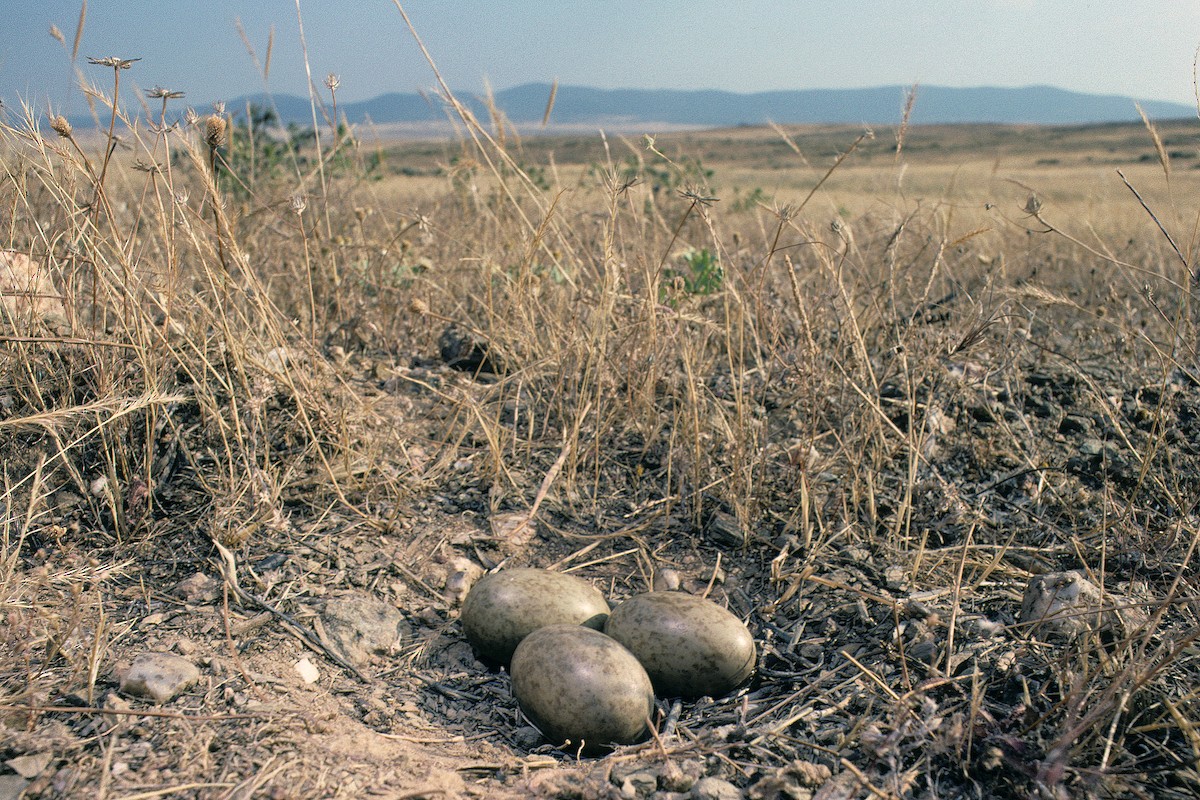 Black-bellied Sandgrouse - ML627317104