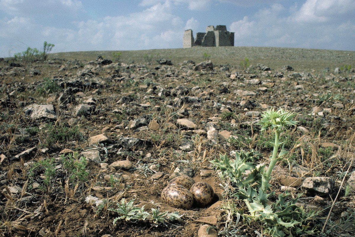Pin-tailed Sandgrouse (Iberian) - ML627317105