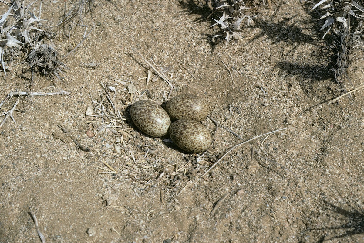 Chestnut-bellied Sandgrouse (Arabian) - ML627317106