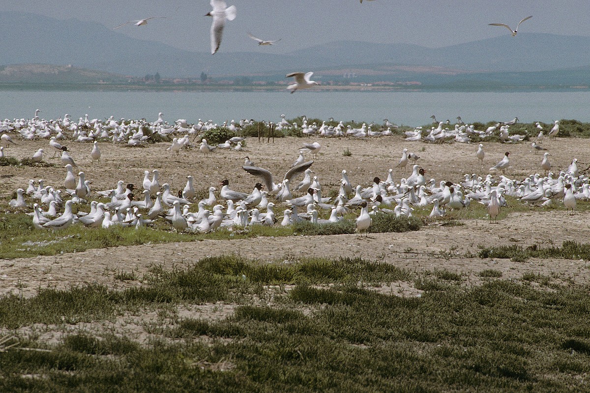 Slender-billed Gull - ML627317107
