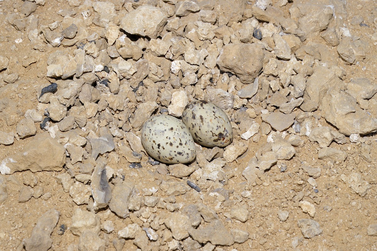 White-cheeked Tern - ML627317108