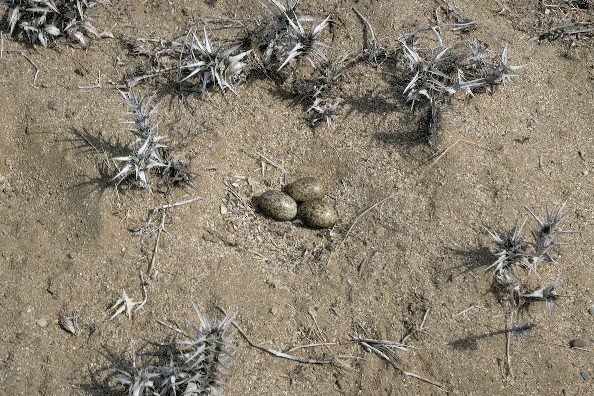 Chestnut-bellied Sandgrouse (Arabian) - ML627317109