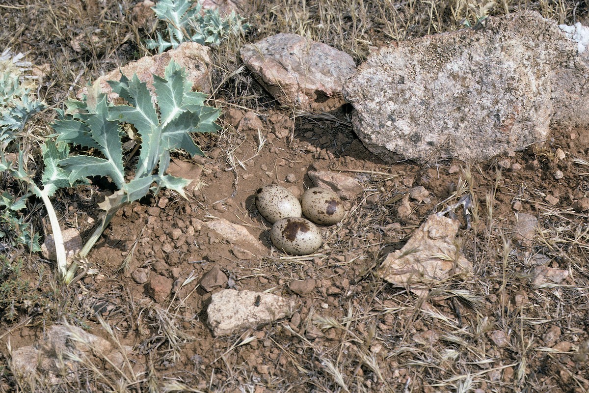 Pin-tailed Sandgrouse (Iberian) - ML627317110