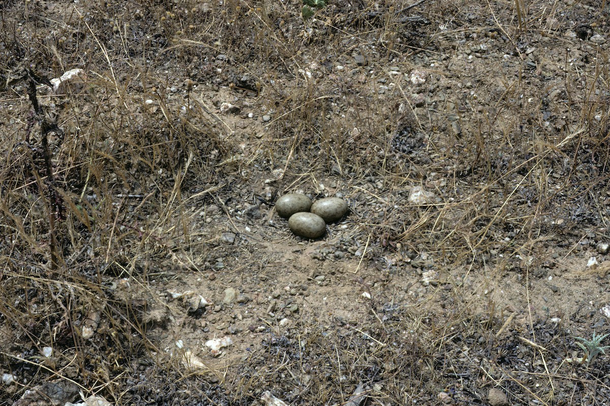 Black-bellied Sandgrouse - ML627317111