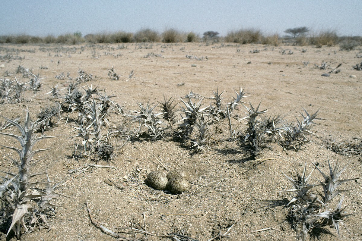 Chestnut-bellied Sandgrouse (Arabian) - ML627317112