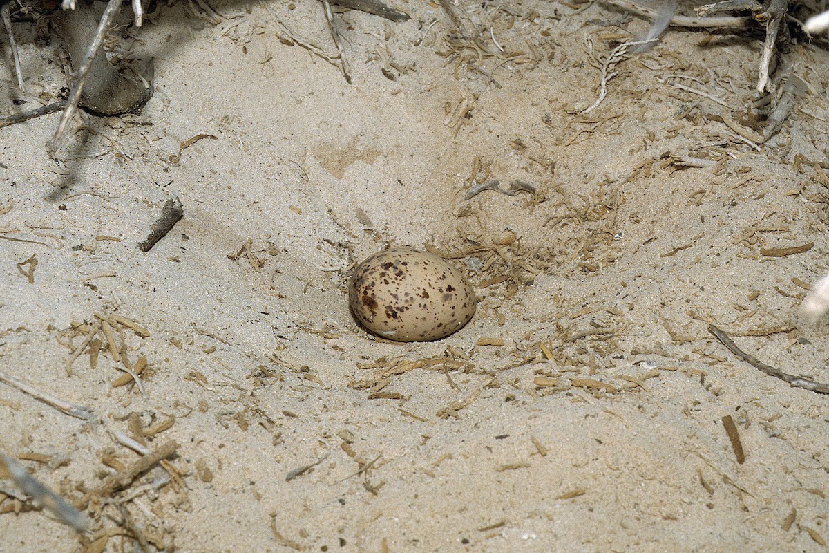 Bridled Tern (antarcticus) - ML627317113