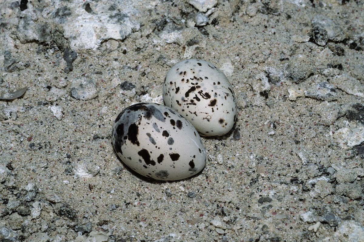 Lesser Crested Tern - ML627317114