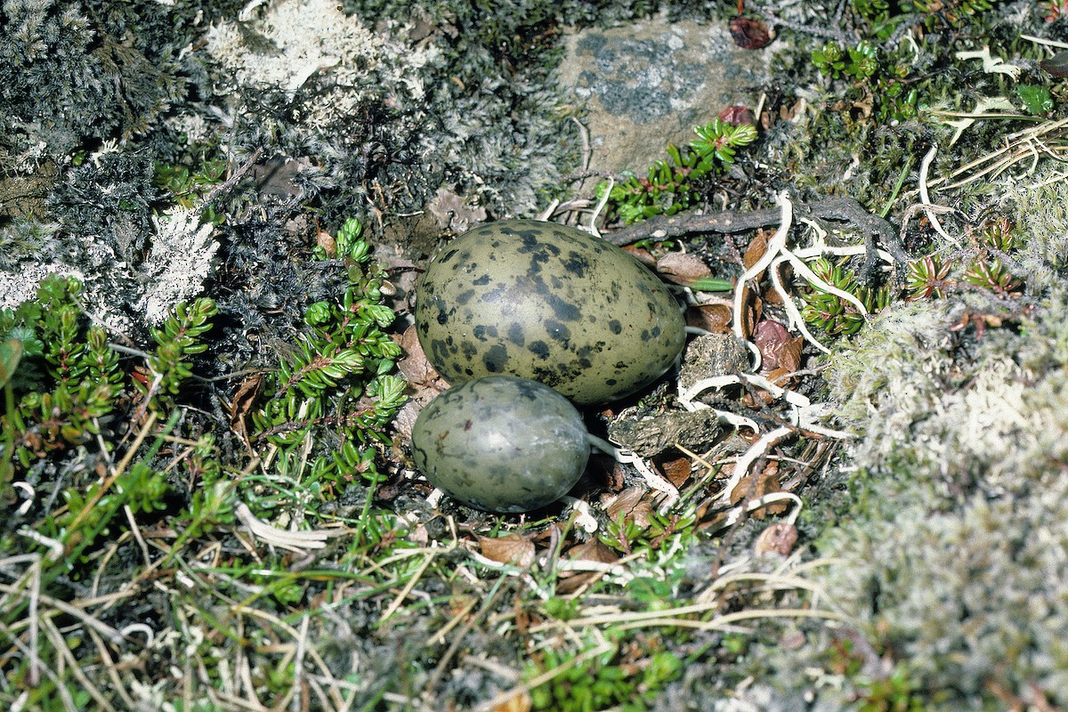 Arctic Tern - ML627317115