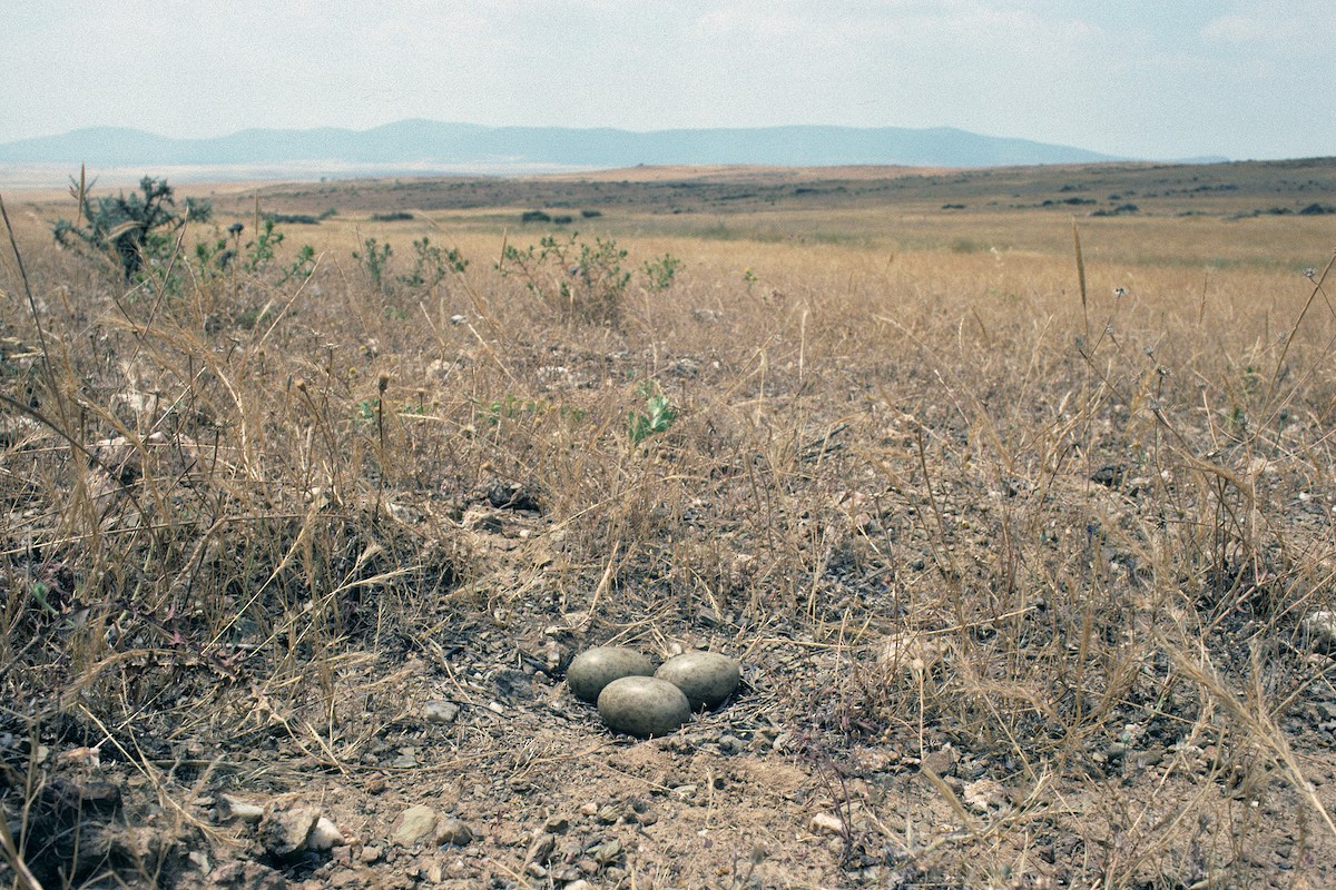 Black-bellied Sandgrouse - ML627317116