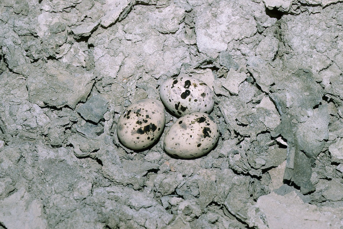 Little Tern - ML627317117