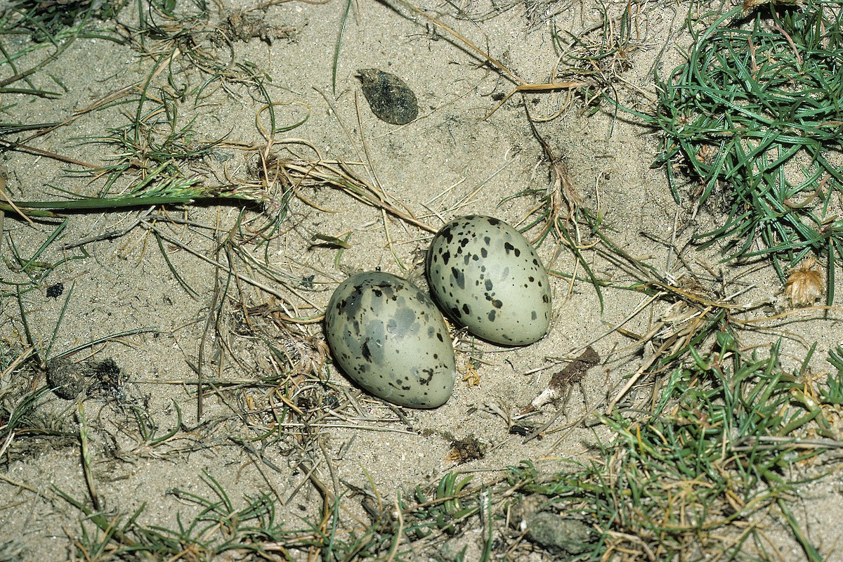 Arctic Tern - ML627317118