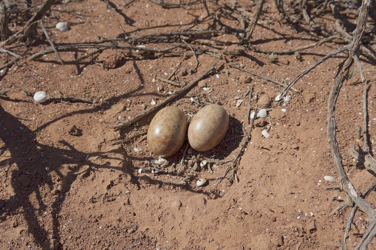 Black-bellied Sandgrouse - ML627317120