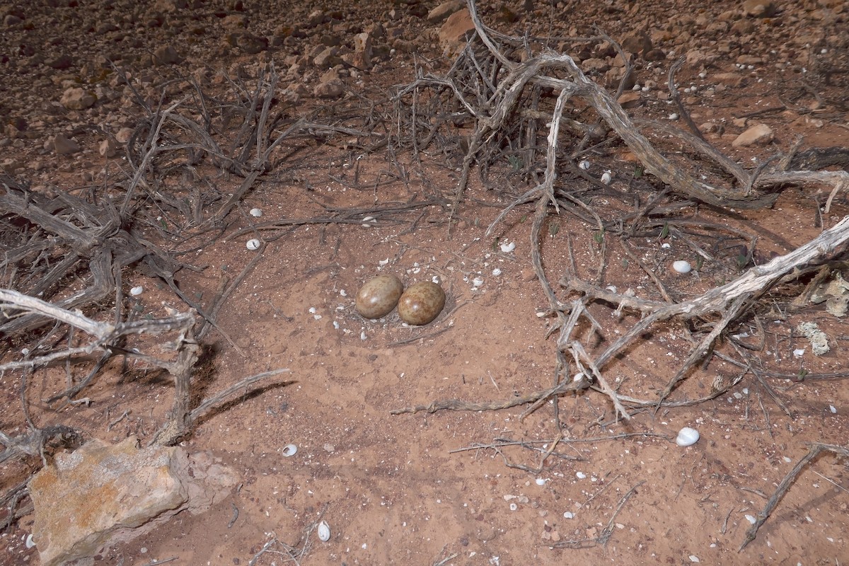 Black-bellied Sandgrouse - ML627317121