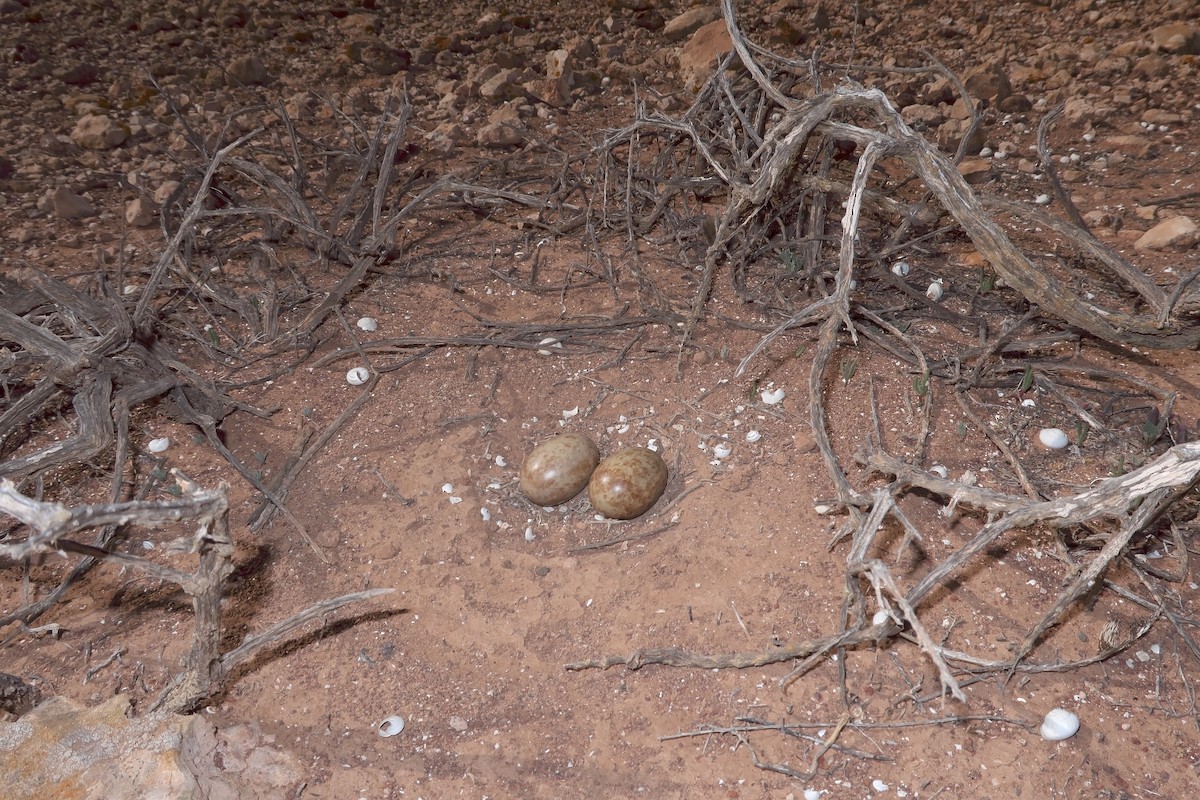 Black-bellied Sandgrouse - ML627317122