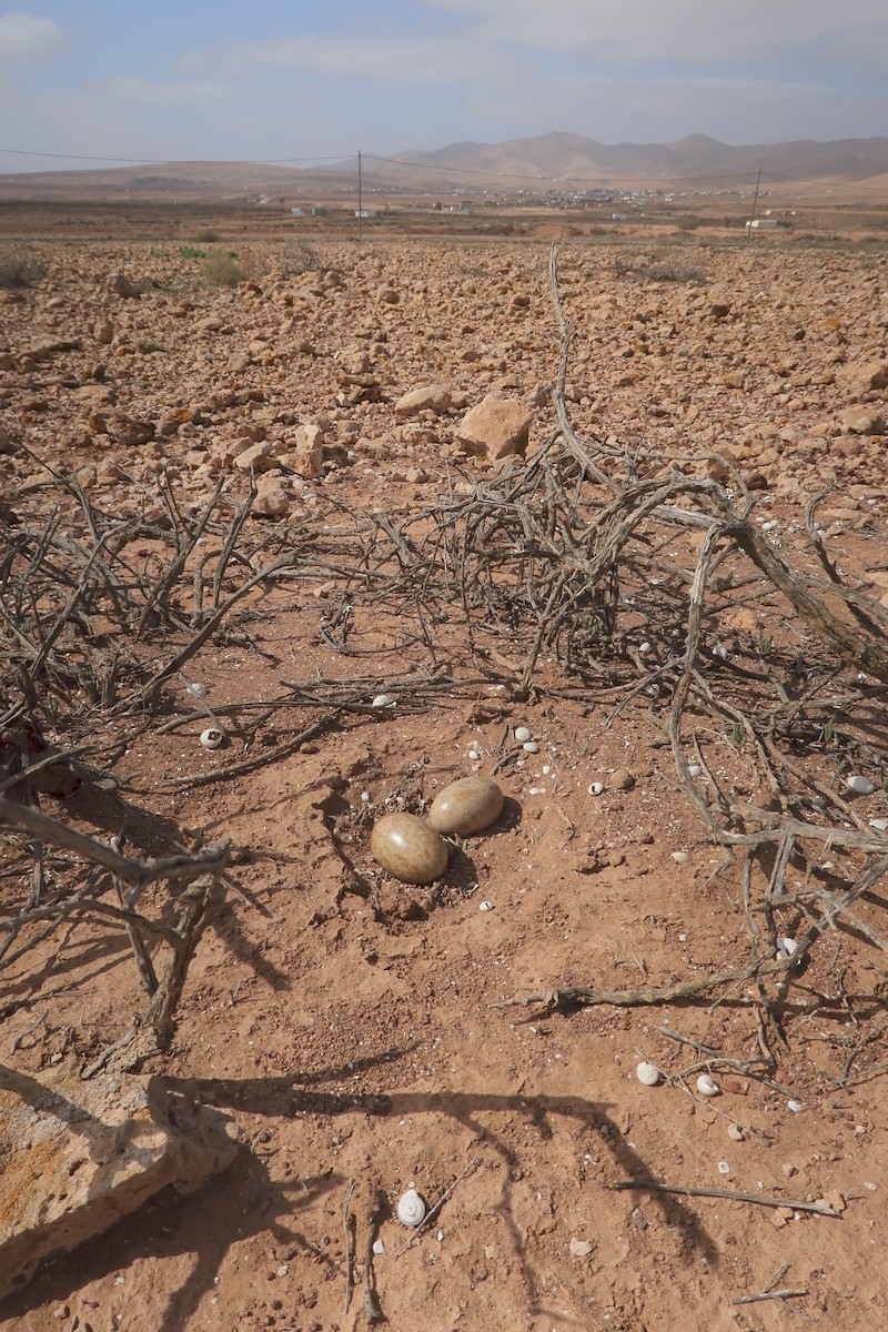 Black-bellied Sandgrouse - ML627317123