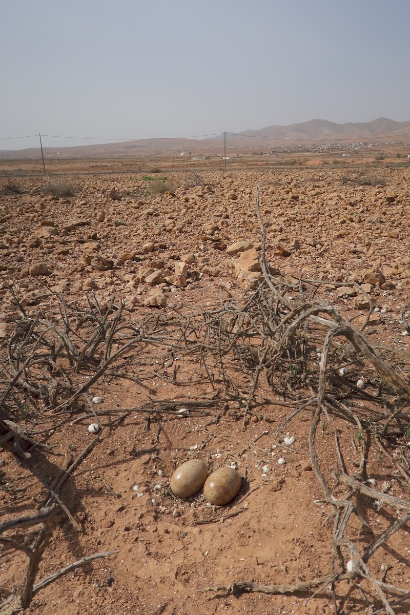 Black-bellied Sandgrouse - ML627317124