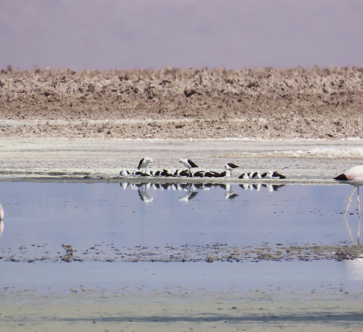 Andean Avocet - ML627317180