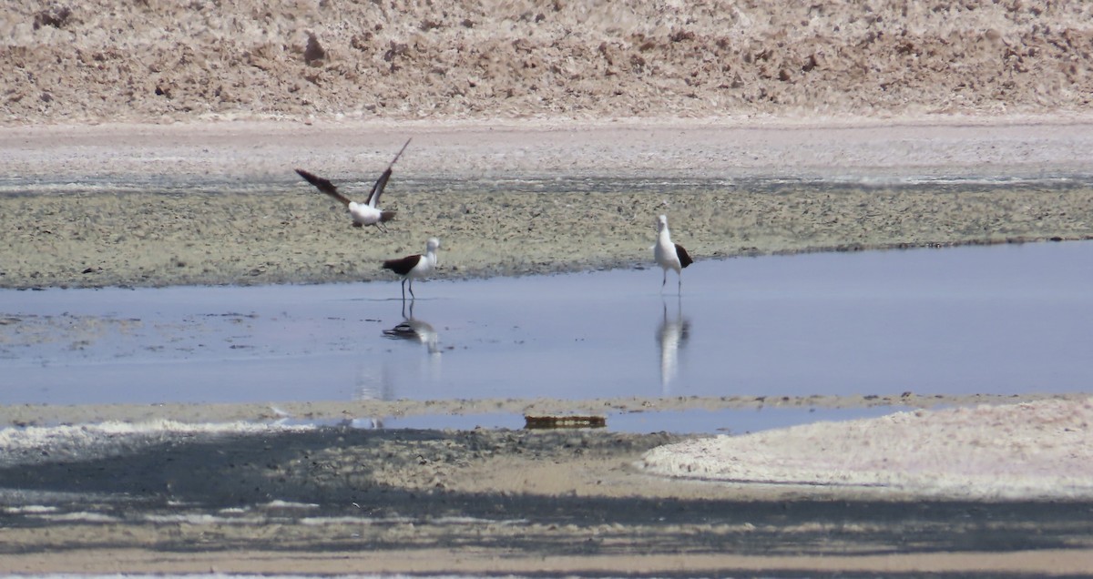 Andean Avocet - ML627317181