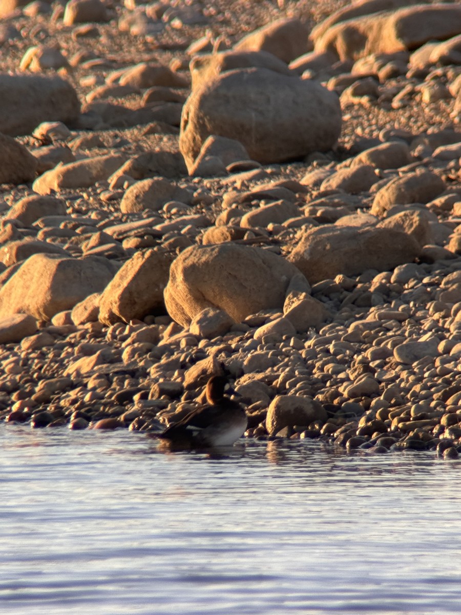 Lesser Scaup - ML627317310