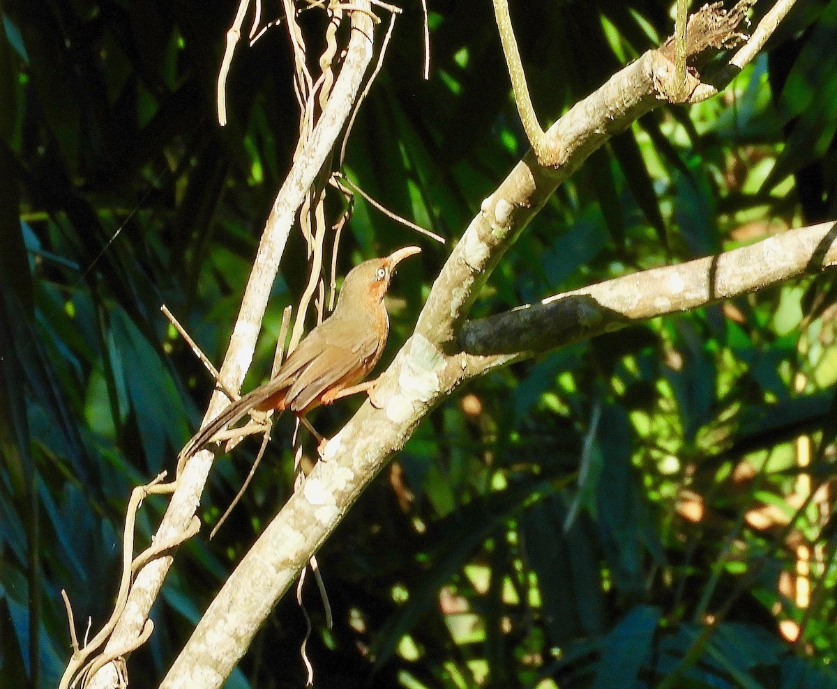 Rusty-cheeked Scimitar-Babbler - ML627317338