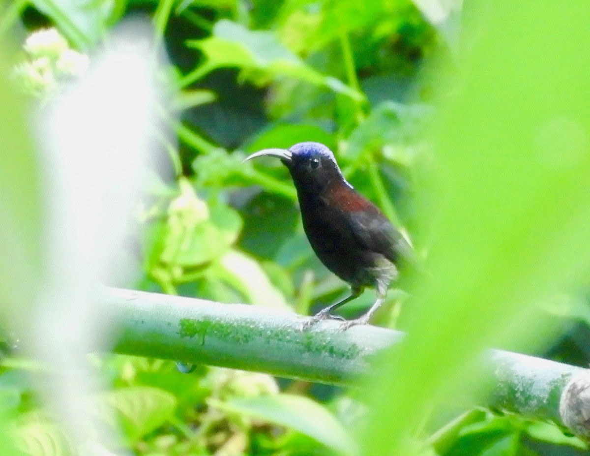 Black-throated Sunbird - ML627317420