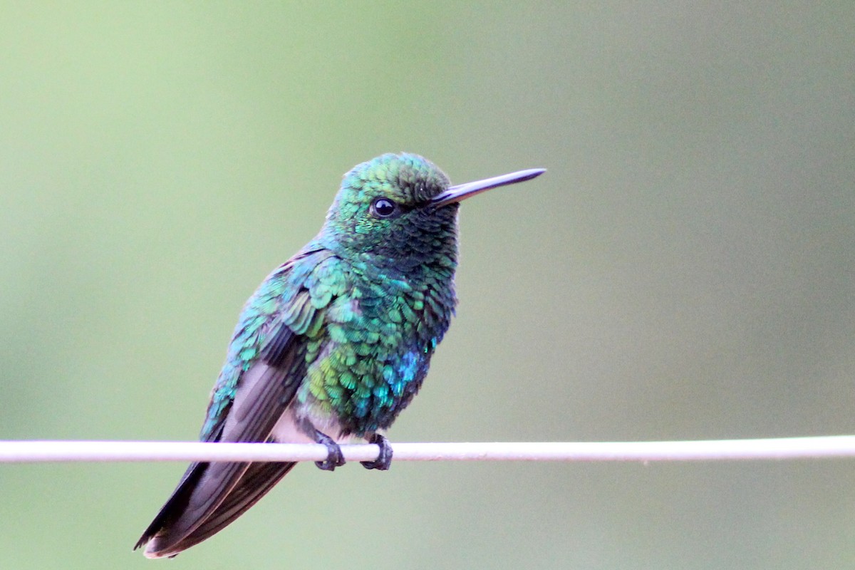 Red-billed Emerald - ML627317437