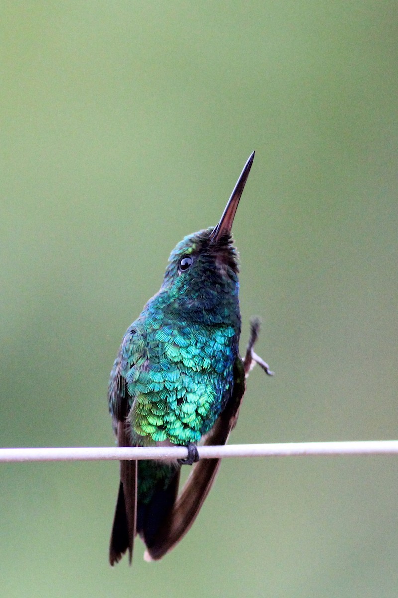 Red-billed Emerald - ML627317438