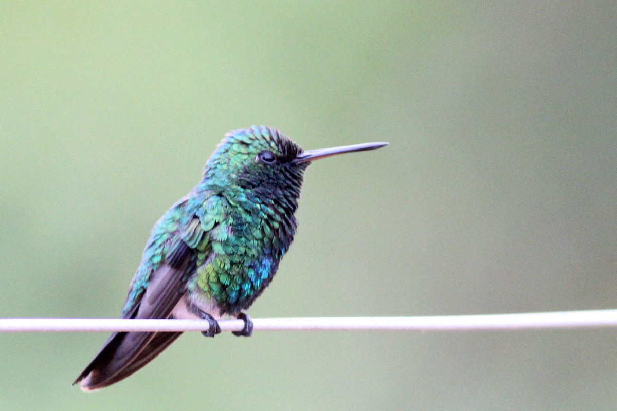 Red-billed Emerald - ML627317439